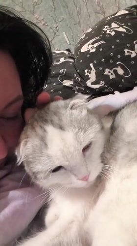Quiet moments with Scottish Fold cat captured in Orenburg