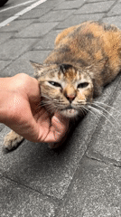 Morning moments in Denpasar: cats, flowers, food, office quotes