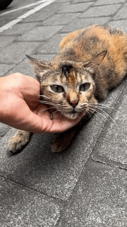 Morning moments in Denpasar: cats, flowers, food, office quotes