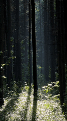 Forest walk documented in Troitsk during afternoon rainstorm