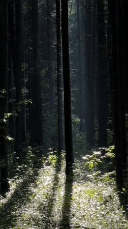 Forest walk documented in Troitsk during afternoon rainstorm