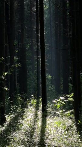 The video shows a dark forest with sunlight streaming through the tall, thin trees. The ground is covered in green plants and the shadows of the trees create a striped pattern. The sun is visible between the trees in the distance. There are no people or animals visible in the video. The camera remains still throughout the video.