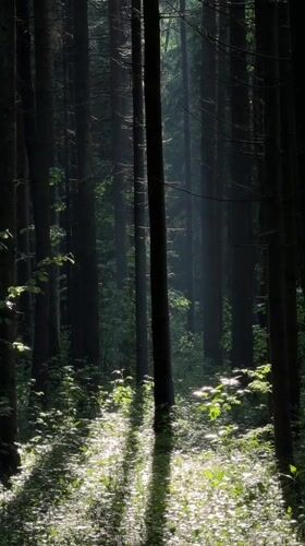 Forest walk documented in Troitsk during afternoon rainstorm