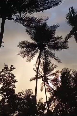 The video begins with a shot looking up through silhouetted palm trees against a cloudy sky. The camera then pans down and to the right, revealing more palm trees and other vegetation in silhouette. In the foreground, a small, rustic hut with a thatched roof is visible, surrounded by trees and foliage. A pile of branches lies on the ground near the hut. The overall scene is that of a tropical environment, possibly at dusk or dawn, with the sun filtering through the clouds. There are no people visible in the video.