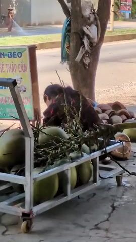 A young female, wearing a dark, patterned shirt, is crouched down behind a cart piled high with green coconuts. She appears to be tending to the coconuts or engaged in some activity related to them. To the left of the cart, a sign with Vietnamese text is visible. In the background, a person wearing a conical hat and dark clothing is spraying water from a hose onto the ground. The scene is outdoors, with a tree and a sidewalk visible. The environment suggests a roadside or market setting.