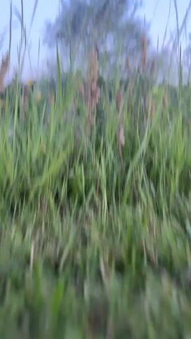 The video opens with a close-up, low-angle shot of green grass and some dried seed stalks. The camera then pans up and to the right, revealing a serene landscape. A tranquil body of water, with a distinct turquoise hue, is visible in the midground. It is surrounded by lush green trees that form a dense forest along its edge. The sky above is a clear, soft blue, transitioning to a lighter shade near the horizon, suggesting it might be early morning or late evening. Some wildflowers and taller grasses are in the foreground, adding to the natural beauty of the scene. There are no people or discernible man-made objects in the frame, creating a peaceful, untouched natural setting.