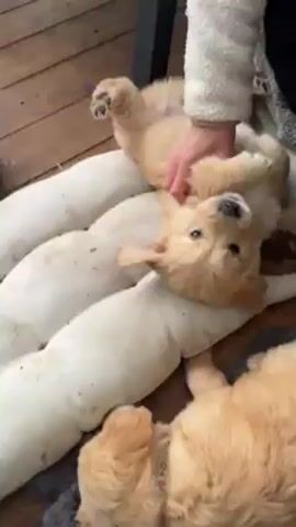 A person wearing a white, fuzzy jacket scratches the belly of a golden retriever puppy lying on its back on a white cushion. Other puppies are nearby. The puppy smiles and wags its tail. The puppy then gets up from the cushion and walks toward the camera. The setting appears to be an outdoor porch with a wooden floor.