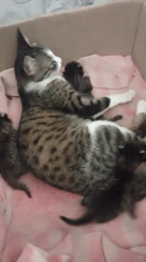 Kittens, a chicken, and a cigarette — a slow morning in Fergana
