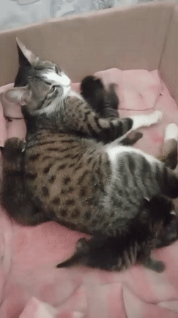 Kittens, a chicken, and a cigarette — a slow morning in Fergana