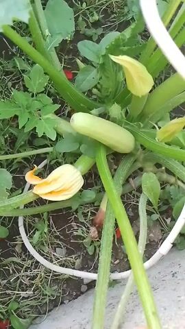 The video shows a garden scene. In the first frame, there's a zucchini plant with a young zucchini and a flower. A white hose encircles the plant. As the camera moves up, it reveals the plant's large leaves and then focuses on a bush with many red flowers. The surrounding vegetation and the sunlight create a vibrant, natural setting.