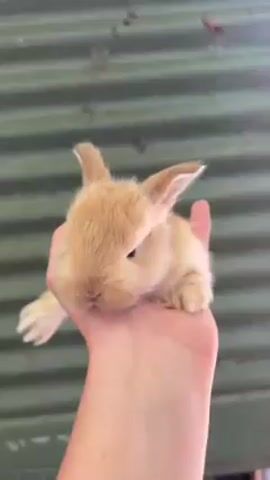 A close-up shot shows a person holding a small, light brown bunny in their hand. The bunny has small, pointed ears and dark eyes. Its body is mostly tan with a hint of white fur on its front paws. The person's hand is fair-skinned and wears a simple silver bracelet. The background is a green corrugated metal surface, slightly out of focus. The video appears to be shot indoors.