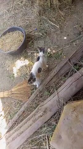 The video shows a black and white cat standing on dry, dusty ground. The cat is positioned in the center of the frame, facing away from the camera and looking towards the left. Its tail is down, and its body is slightly hunched. To the left of the cat, there is a round, dark-colored bowl filled with dried grass or straw. In front of the cat and slightly to the left, a broom made of natural fibers rests on the ground. Behind the cat, two weathered wooden beams lie parallel to each other. The ground is covered with dry grass, dirt, and some scattered debris. Sunlight dapples the scene, suggesting it's daytime, possibly late morning or early afternoon, with a clear sky. The overall setting appears to be an outdoor area, perhaps a yard or a rural backyard in Tahmach, Uzbekistan, characterized by its dry, arid environment. There is no discernible text within the video. The cat's posture might suggest it is alert or possibly preparing to move.