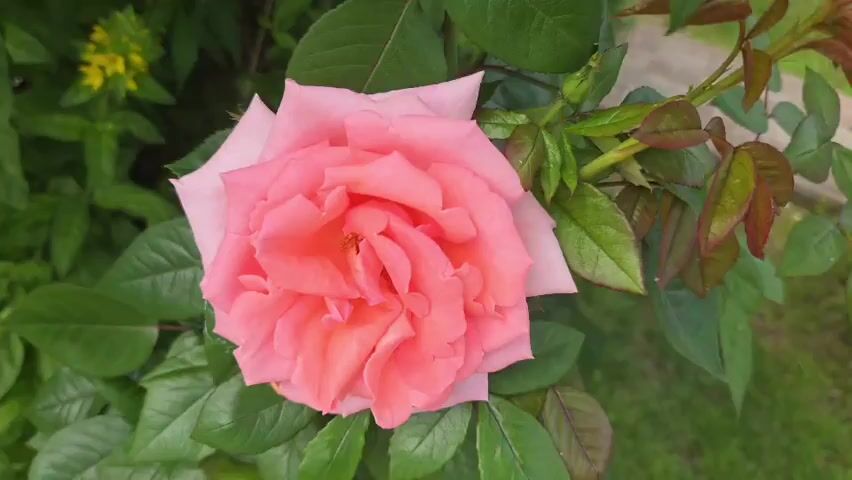 A pink rose is shown in close-up, with green leaves and grass in the background. A small cluster of yellow flowers is visible in the upper left corner of the frame. The rose is in full bloom, with its petals unfurled. The leaves are a deep green, and the grass is a lighter shade of green. The yellow flowers are small and delicate, and they are clustered together on a stem.