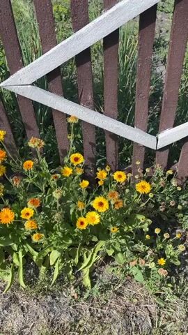 The video pans across a patch of flowers in front of a wooden fence. The flowers are predominantly yellow and orange calendula, with a few pink cosmos flowers interspersed. The fence is made of vertical wooden planks, stained a dark brown. A section of a white wooden frame is attached to the fence at an angle. The ground in front of the flowers is covered in dirt and dry leaves. The background is blurred but appears to be more foliage and grass. The lighting suggests it is a sunny day.