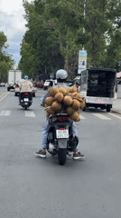 Scooter rider transports coconuts on back in Da Lat