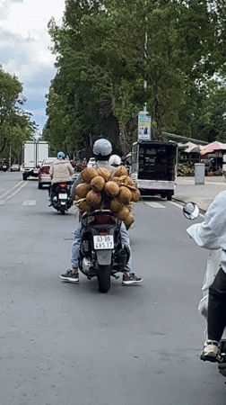 Scooter rider transports coconuts on back in Da Lat
