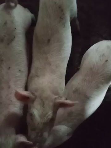 A close-up shot shows several young pigs, their pale bodies clustered together. They appear to be rooting or feeding, with their heads lowered and snouts close to the ground, which is dark and appears to be dirt or mud. Some of the pigs have dark spots on their skin, possibly dirt or other markings. The lighting is dim, creating a shadowy atmosphere. The focus is primarily on the backs and heads of the pigs, with their ears visible. The overall impression is of a feeding or social interaction among young pigs in a natural or farm environment.