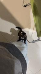Pet ferret plays with owner during early morning in Mexico