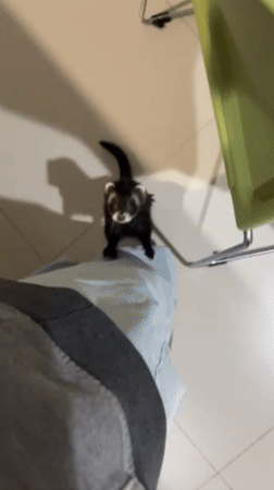 Pet ferret plays with owner during early morning in Mexico