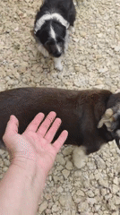 Person plays with multiple dogs in Sennoy, Russia