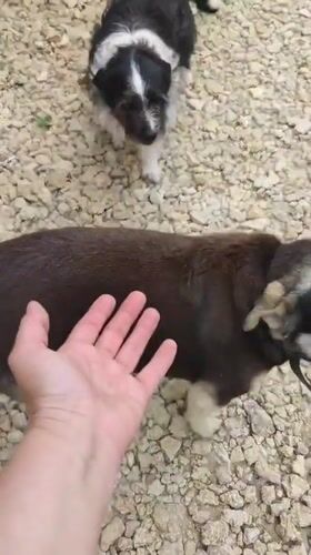 Person plays with multiple dogs in Sennoy, Russia