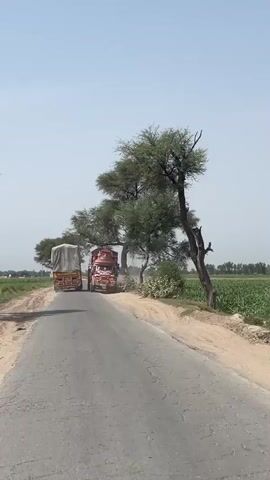 Two decorated trucks are driving on a narrow, worn asphalt road towards the viewer on a clear, sunny day. The lead truck is heavily adorned with colorful truck art, featuring intricate designs and extensions on its cab. The second truck, following behind, is covered with a light-colored tarp. Both trucks are kicking up dust as they move. The road is flanked by green fields and several trees with lush green foliage. The sky is light blue and clear.