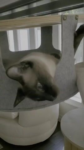 A Siamese cat is sleeping in a felt hammock attached to a wooden cat tree. The cat is upside down, with its head resting on the edge of the hammock and its body hanging loosely. The hammock is gray and the cat tree is made of light-colored wood. In the background, there is a white armchair and a window with blinds. The floor is dark wood.