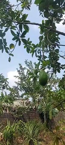 The video shows an outdoor scene with a clear blue sky with scattered clouds. The foreground is dominated by lush green foliage, with branches and leaves framing the view. In the mid-ground, several trees with green leaves are visible. One tree in the center has a large, dark green avocado hanging from a branch. To the left and right of the center trees, more trees and vegetation can be seen. In the background, there is a brick wall and what appears to be some structures or buildings. The overall impression is a natural, outdoor environment with abundant plant life.