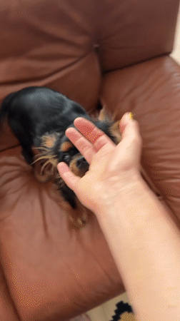 Dog and child sharing couch time in a Wuppertal living room