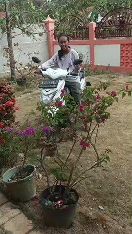 A young person sits on a white scooter in a yard. They are looking towards the camera and smiling. In the foreground, there are potted plants with pink and purple flowers. In the background, there is a fence and a building. The yard appears to be dry and dusty. The scooter has a license plate that reads "B 3753 NXJ". The scene changes to show a gate being opened and two people standing near it. One person is wearing a yellow and blue striped shirt, and the other is wearing a dark shirt and shorts. The young person on the scooter is no longer visible in the frame.