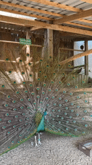 Zoo visit in Moldova features peacock displays and animal feeding