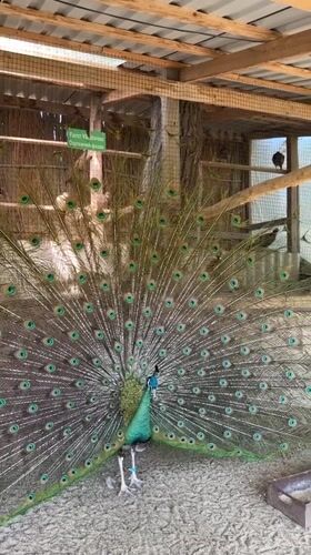 Zoo visit in Moldova features peacock displays and animal feeding