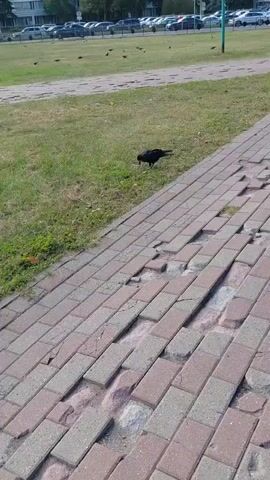 The video shows a black bird, likely a crow, foraging on a grassy area next to a damaged brick pathway. The pathway's bricks are uneven and broken in several places, revealing exposed ground underneath. In the background, a row of parked cars and a street are visible, along with other birds scattered on the grass further away. The scene appears to be an outdoor urban or suburban environment on a sunny day.