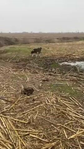 The video shows a medium-sized, short-haired dog with a brindle coat and white markings on its legs and neck walking in a field. The field is covered in dry straw and some green grass. There is a ditch or small ravine visible in the background. The sky is overcast. The dog is sniffing the ground as it walks.