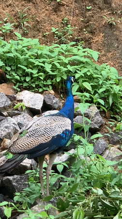 Peacock spotted roaming residential area in Thiththagalla, Sri Lanka