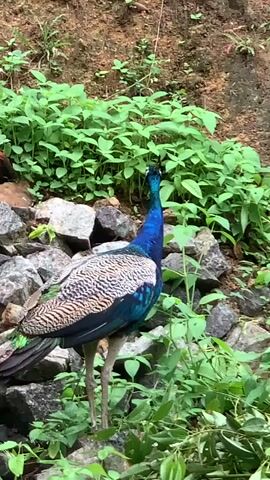 The video shows a peacock standing on a pile of grey rocks in a natural environment. The peacock has a bright blue neck and a patterned back of white, black and brown. It looks around, bending its neck. Behind the rocks is green foliage and a dirt slope.