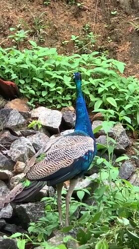 Peacock spotted roaming residential area in Thiththagalla, Sri Lanka