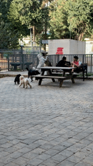 Witness Documents Two Hours of Everyday Tel Aviv Life