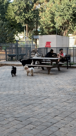 Witness Documents Two Hours of Everyday Tel Aviv Life