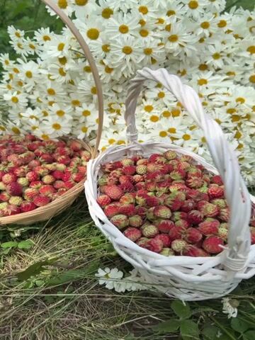 Two baskets filled with wild strawberries sit on a grassy surface in front of a large bouquet of daisies. The basket on the left is made of woven material, and the basket on the right is made of white wicker. The strawberries in both baskets are red and green, with some appearing riper than others. The daisies are white with yellow centers, and they are arranged in a loose bouquet. The background is a blur of green grass and some distant trees. The lighting suggests it is daytime, possibly late morning or early afternoon, with soft shadows indicating the sun is at an angle. There are no people or animals visible in the frame.