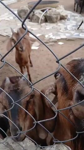 A video shows several goats in an outdoor enclosure, behind a chain-link fence. In the foreground, the faces of two goats are visible, one brown with white markings and the other predominantly brown with horns. Their bodies are mostly obscured by the fence. In the middle ground, a brown goat stands with its head turned to the left, looking away from the camera. Further in the background, two smaller goats are visible: one black and white, and another darker goat. The enclosure appears to be a sandy or dirt area with some rocks and a metal trough. The lighting suggests an overcast or diffused daylight condition.