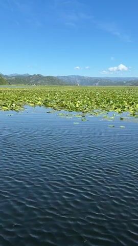The video shows a wide shot of a body of water with a vast expanse of green lily pads extending into the distance. The water in the foreground has small ripples and reflects the blue sky. Mountains are visible on the horizon, beneath a clear blue sky with a few wispy white clouds. The camera moves slowly forward, passing over the water and approaching the dense field of lily pads.