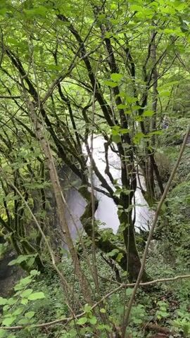 This vertical video, filmed in Lebache, Georgia, captures a view of a waterfall through dense, lush green foliage. The scene is dominated by trees with moss-covered trunks and branches, creating a natural frame for the waterfall in the background. The water appears to be falling into a misty gorge. The sunlight filters through the leaves, creating a dappled effect and illuminating parts of the waterfall.

In the upper right corner of the frame, a glimpse of a pathway with a railing and a person can be seen, suggesting that this is a tourist spot or a maintained trail. The overall atmosphere is serene and natural, evoking a sense of peaceful immersion in nature. The time of day appears to be daytime, with the light suggesting it could be morning or afternoon. The weather seems to be temperate, indicated by the vibrant green of the leaves. No text is visible in the media file.