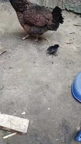 This is a video taken in an outdoor setting, likely a rural or semi-rural area, given the dirt ground, corrugated metal wall, and a discarded tire. The subjects are a hen and a chick. The hen is a medium-sized chicken with brown and black feathers, standing to the left of the frame and looking towards the right. A small, fluffy black chick is positioned to the right of the hen, appearing to be following it. In the foreground, there is a blue dustpan. The background consists of a rough, textured surface, likely a wall made of corrugated metal sheets, with some rust and green discoloration. There is also a portion of a black tire visible on the far left. The lighting suggests it is daytime, with no specific indications of the time of day or weather. The overall scene appears to be a simple, everyday moment of a mother hen with her chick in what seems to be a somewhat unkempt yard or enclosure. There is no visible text in the video.