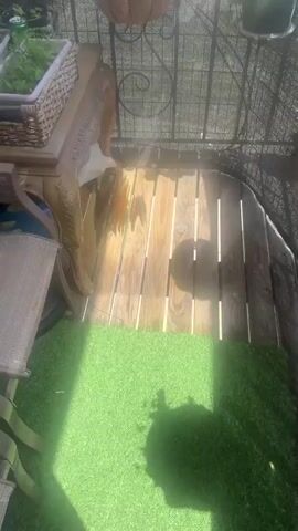 This video showcases a small, sunny balcony garden. The camera pans across the space, highlighting various potted plants and decorative elements.

The balcony features artificial green turf on one section and wooden deck tiles on another. A carved wooden table holds several potted plants, possibly herbs, in wicker baskets. A patio chair with wicker-like material is visible on the artificial turf.

Along the balcony railing, which is partially covered by a black mesh privacy screen, are several hanging planters. These include pansies with colorful blooms (purple, yellow, maroon) and vibrant purple petunias with white speckles. Other plants in pots, such as basil or similar foliage, are also present. Decorative elements like a small solar-powered hanging light with a yellow shade and another solar light on a stake are seen among the plants. A small watering can is briefly visible on the wooden table.

Beyond the balcony railing, a parking lot with several cars, distant buildings, and green trees are visible under clear, sunny skies. Text "SAVINGS YOUR WAY" is faintly visible on a distant billboard or truck.