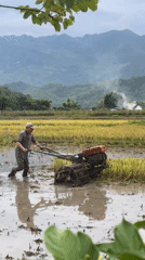Farmers till rice paddies in rural Vietnam agricultural scene