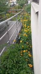 Summer blooms and everyday life in a Kharkiv apartment district
