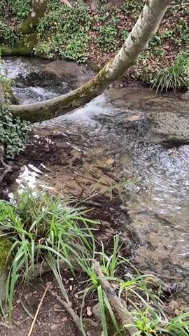 The video shows a small stream flowing through a wooded area. The stream is shallow and rocky, with clear water. The surrounding area is covered in leaves, trees, and plants. At one point, a person wearing bright orange sneakers steps onto a rock in the stream to cross. The person's legs are visible.