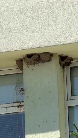 A close-up shot shows several mud nests built by birds under the overhang of a building. The nests are attached to the corner of the building where two walls meet, above a window frame. The building exterior is painted a light color, possibly beige or yellow, with a textured finish. The window frame is a lighter green color. Some of the nests appear to be occupied, with openings visible. There is some debris on the window and below the nests, suggesting activity by the birds or other natural elements. The lighting indicates it is daytime, likely sunny.