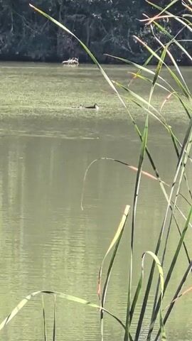This is a short video clip taken in Vila-sana, Spain. The scene is a body of water, likely a lake or pond, with lush green vegetation on the far bank. In the foreground, tall reeds or grasses are visible, some of which are slightly swaying, suggesting a gentle breeze.

The water itself is a murky green color, with a film of algae or aquatic plants on the surface in the background. The lighting indicates it is daytime, possibly late morning or early afternoon, with bright sunlight casting shadows. The overall mood is peaceful and natural.

The main subjects in the water are two birds. One bird, appearing to be a duck or a similar waterfowl, is swimming in the middle ground of the video, its dark silhouette clearly visible against the lighter water. Further in the background, on a small floating object, possibly a piece of driftwood or a mat of vegetation, sit two other birds. They are smaller and less distinct, but their presence adds to the naturalistic scene.

There is no visible text in the video. The activity taking place is simply the natural behavior of birds in their aquatic habitat. The clip captures a serene moment in nature.